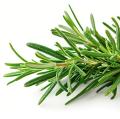 Розмарин Розмарин