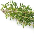 Тимьян Тимьян